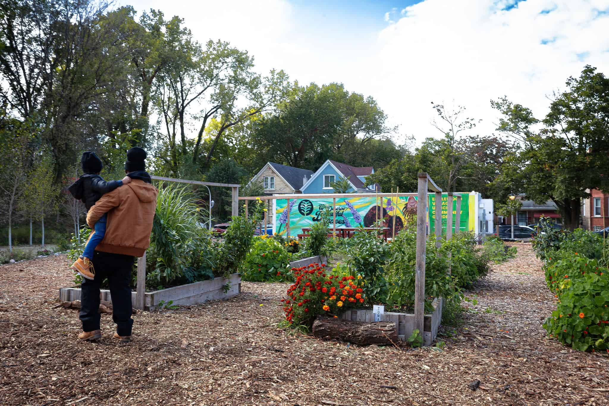 A man holding a child walks through community garden with raised beds and plantings and colorful street art mural visible on a building in background